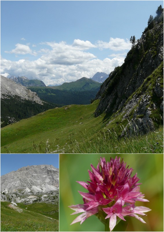 Una giornata a Valparola. Dactylorhiza, Nigritella e grandi montagne!